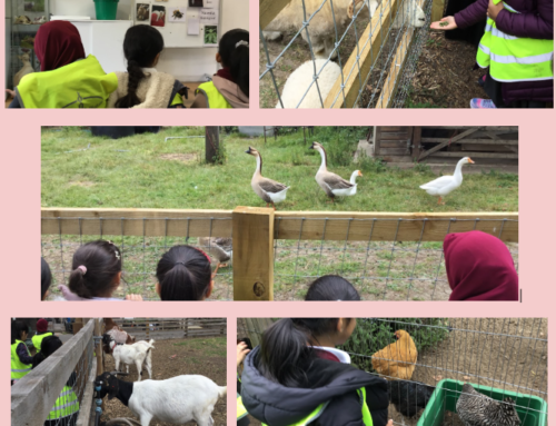 Year 1 trip to Stepney City Farm